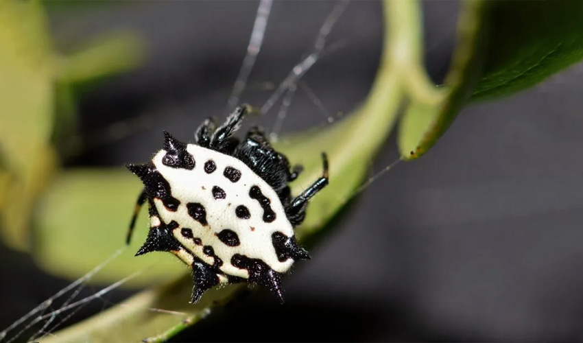 What is the difference between an exterminator and a pest professional?