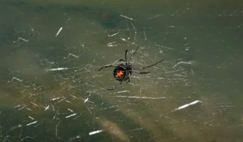 Is Pest Control Safe?