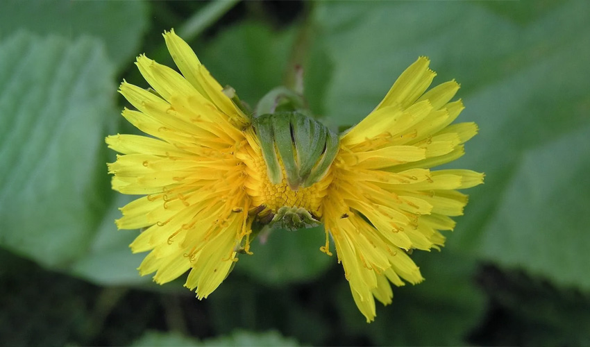 Is Weed Control Safe?