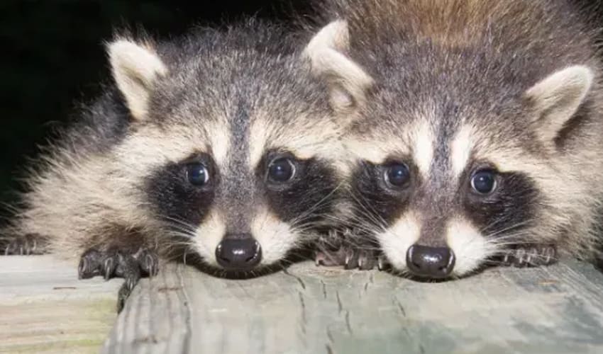 What is the cost of Wildlife Abatement