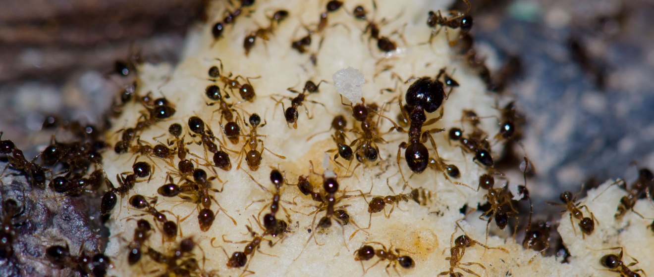 The Most Common Ants in Arizona and How to Identify Them