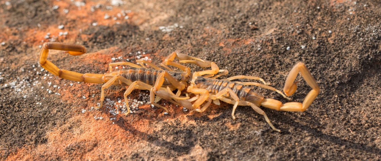 Are Scorpions Dangerous? What Every East Valley Resident Needs to Know
