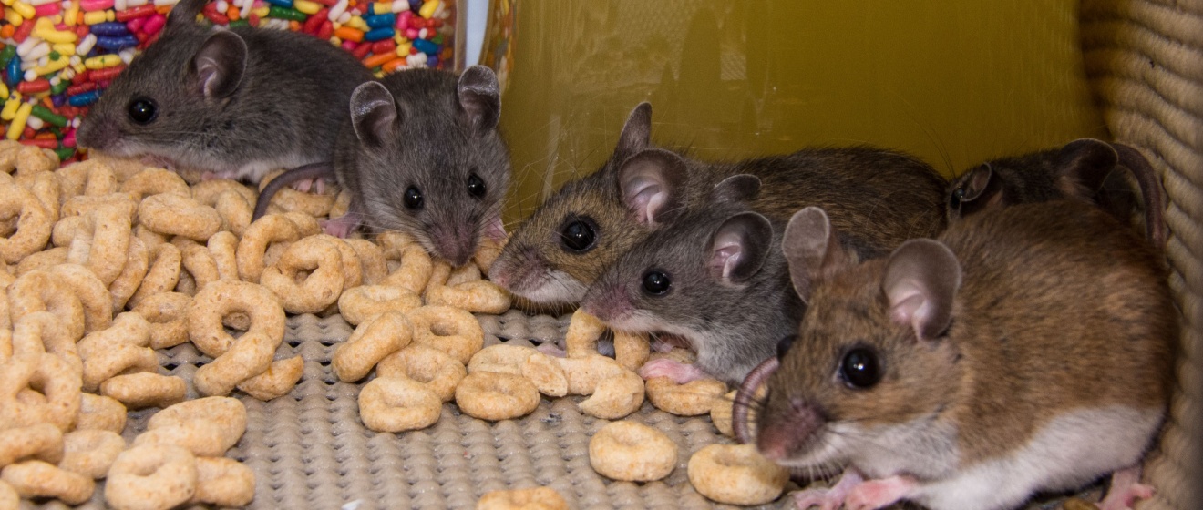 Are Mice a Common Problem in Chandler, AZ?