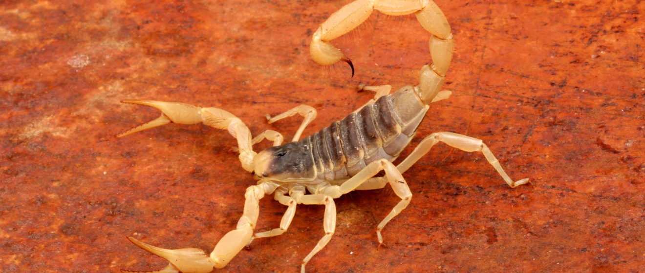 How to Get Rid of Scorpions in Gilbert: A Homeowner’s Guide