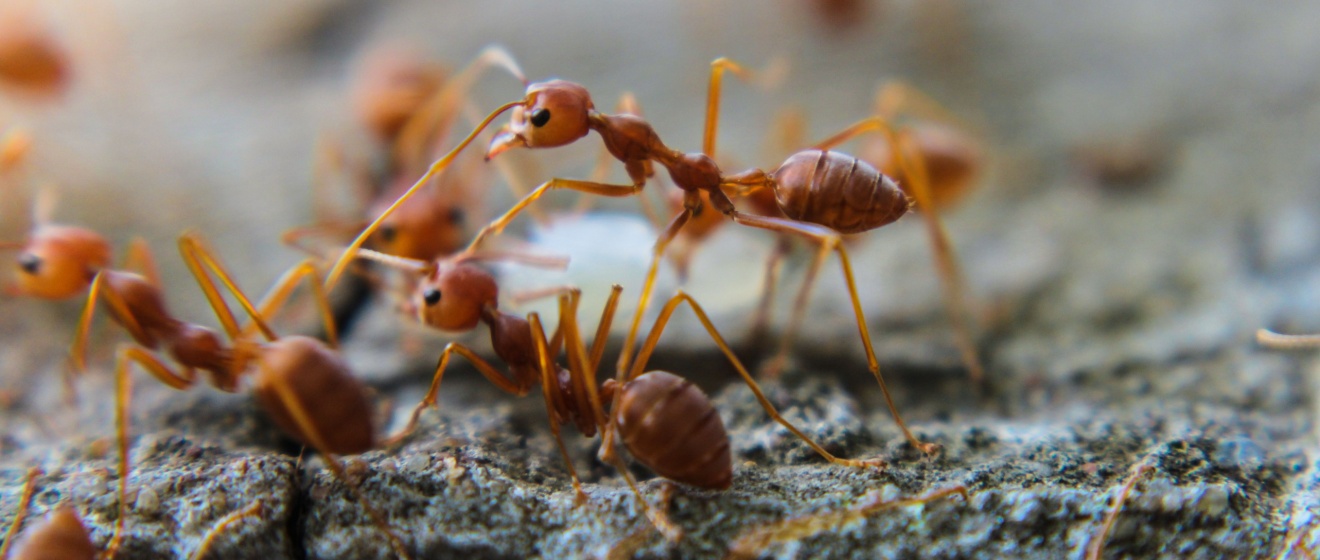Why Ants Are a Major Problem in Chandler, AZ