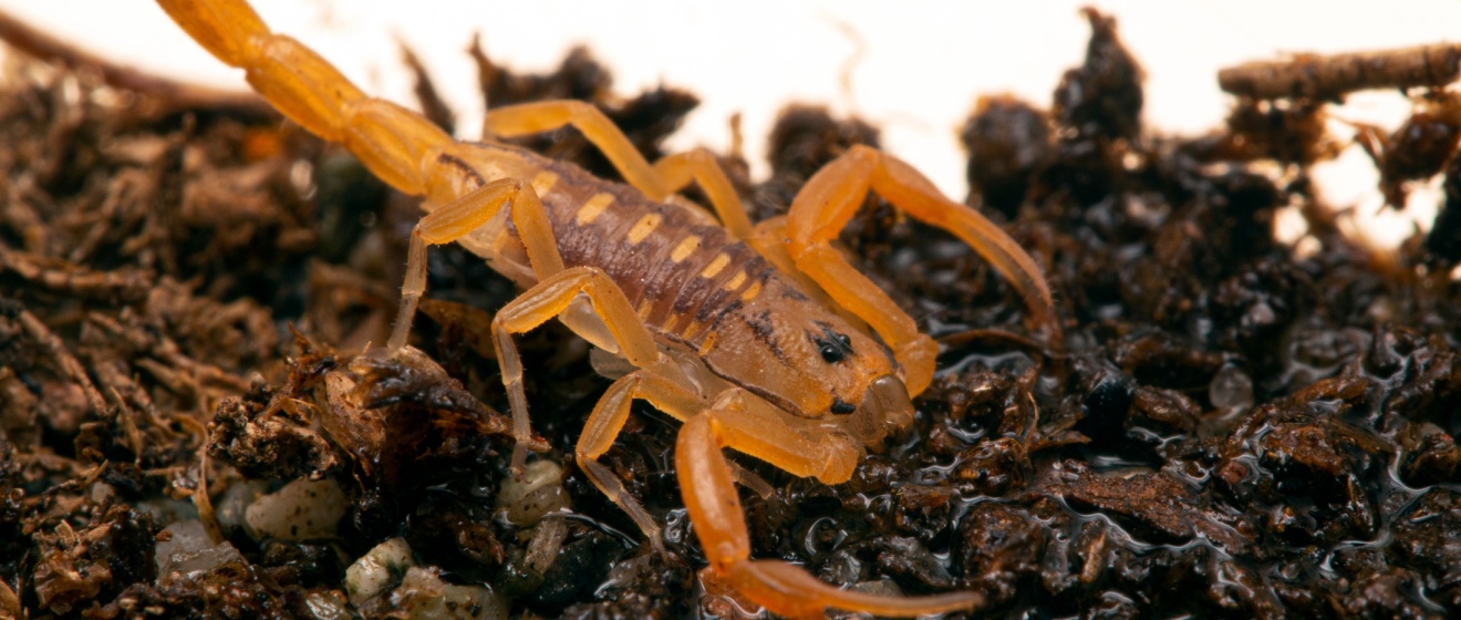 Are Scorpions Common in Chandler, AZ?
