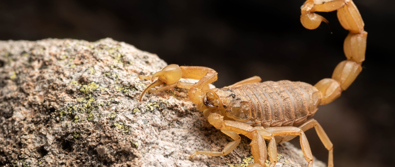 Chandler’s Best Scorpion Exterminator