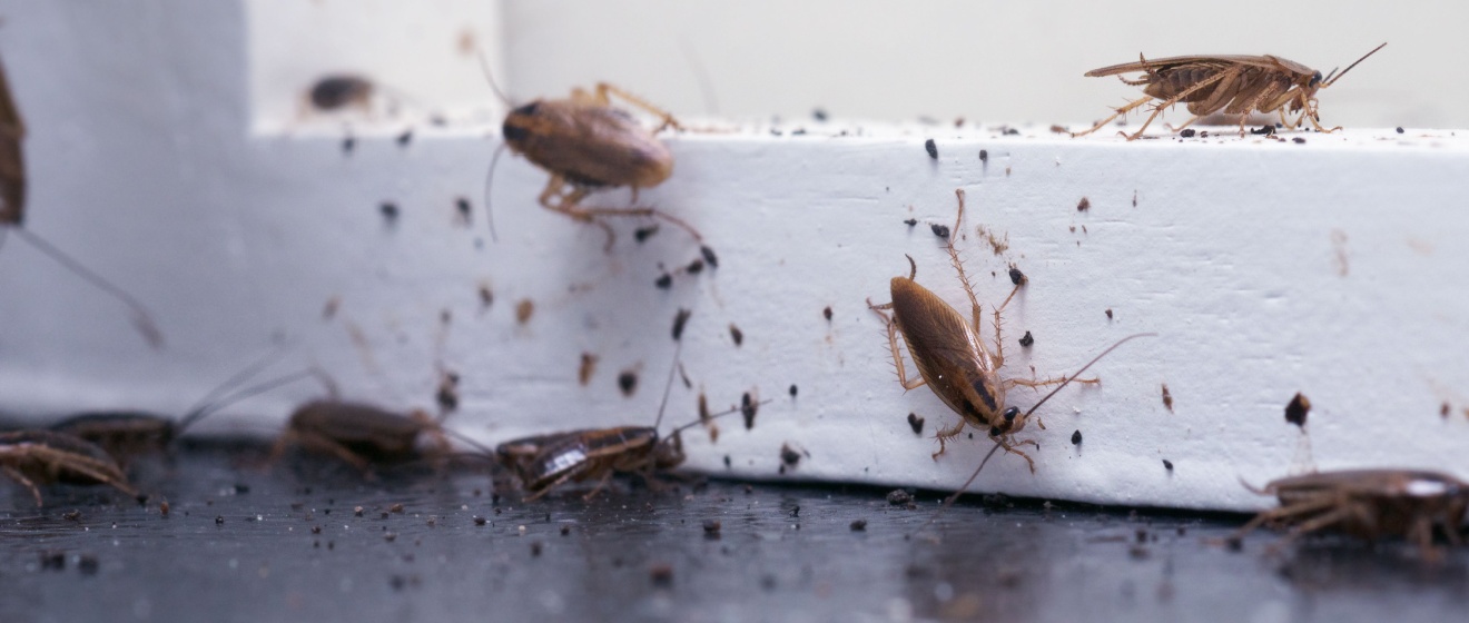 Natural vs. Professional Cockroach Control in Chandler: What Works Best?
