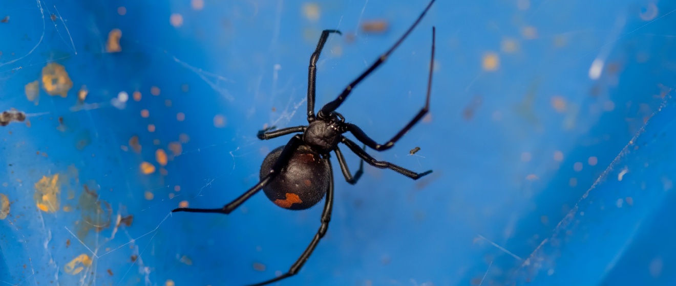 Are Black Widows a Problem in Chandler, AZ? What Homeowners Should Know