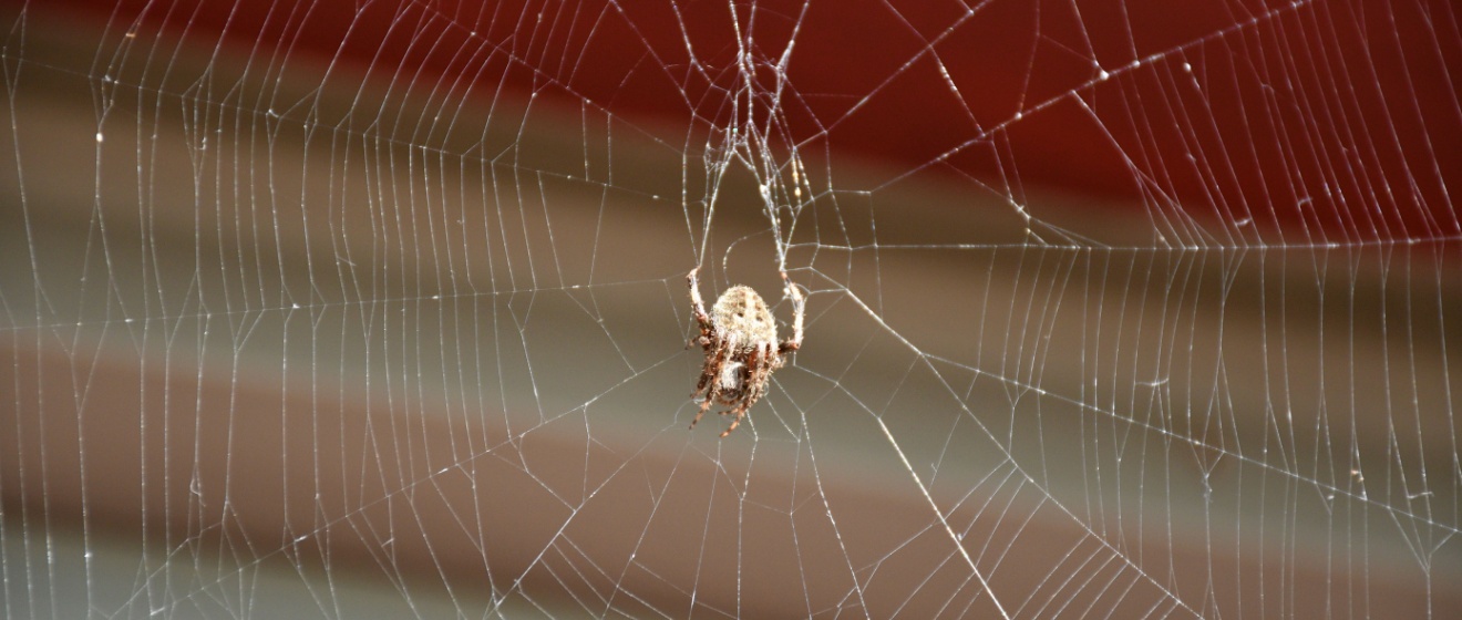 Best Spider Exterminators in Show Low, AZ