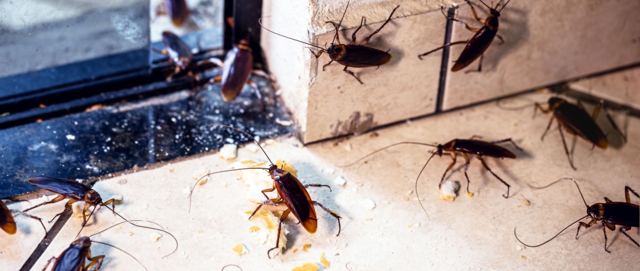 Cockroach Infestations in Chandler, AZ: Signs You Shouldn’t Ignore