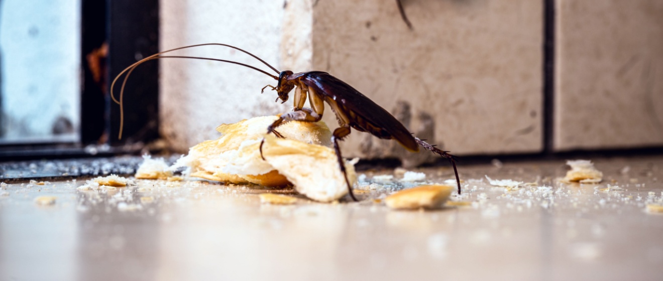 Are Cockroaches Dangerous? Health Risks for Show Low Families