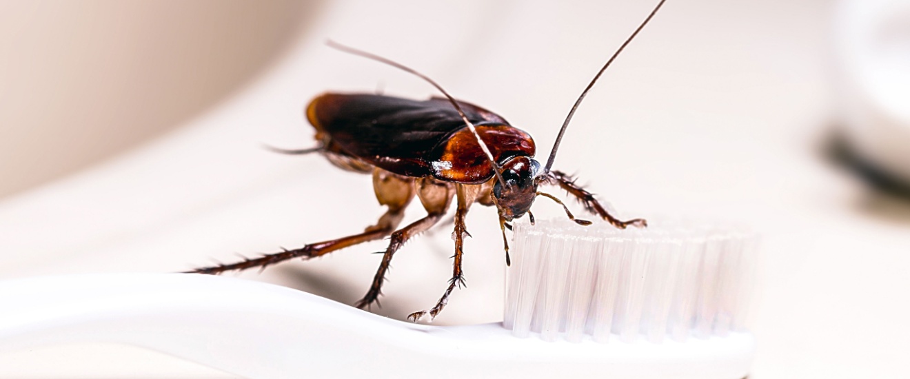 Why Cockroaches Are a Year-Round Problem in Arizona
