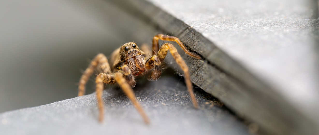 Why Spiders Love Arizona Homes – And How to Keep Them Out