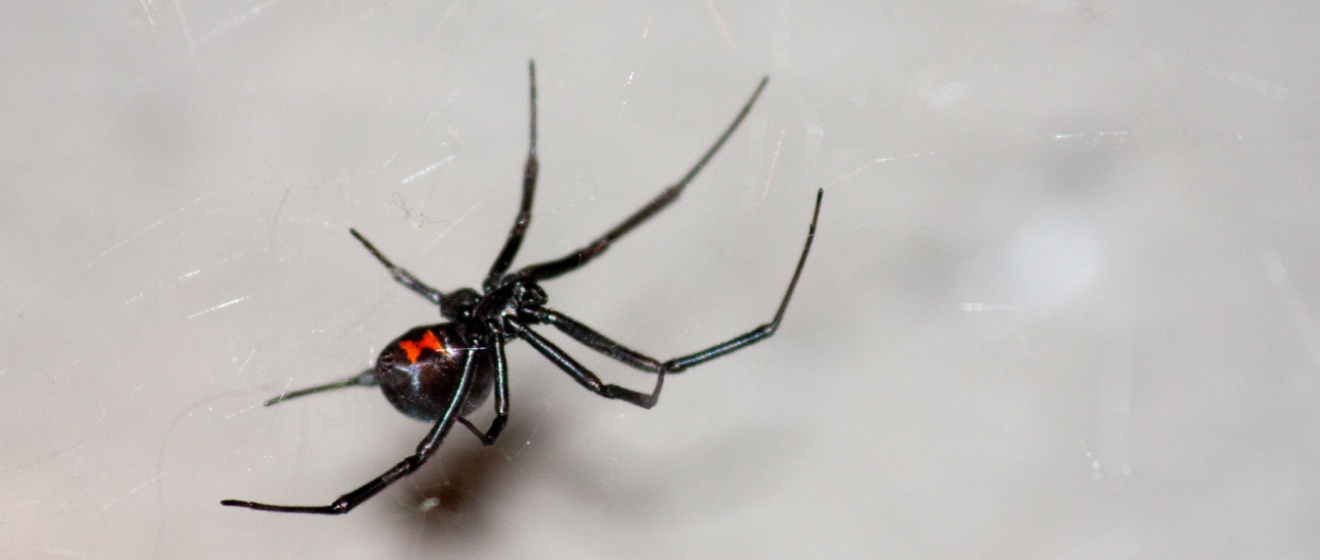 Top 5 Places Spiders Hide in Your Chandler, AZ Home