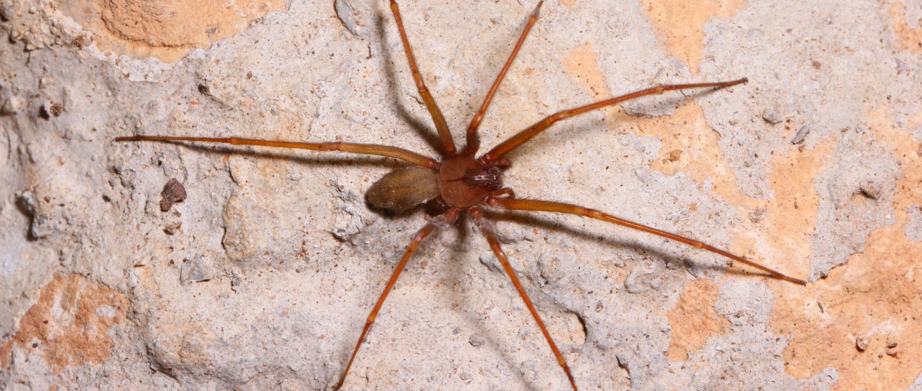 The Difference Between Dangerous and Harmless Spiders in Gilbert, AZ