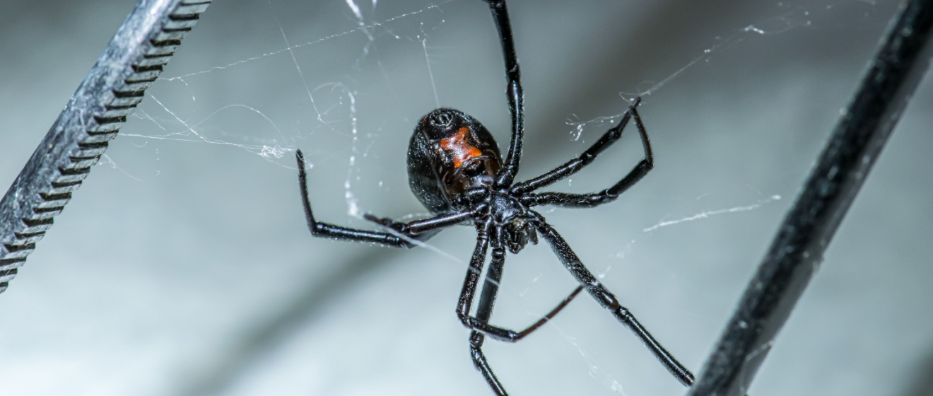 Who’s the Best Exterminator for Getting Rid of Spiders in Show Low?