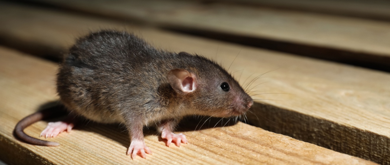 Who’s the Best Pest Control Company for Getting Rid of Rodents in Show Low, AZ?