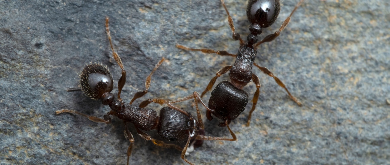 Who’s the Best Pest Control Company for Getting Rid of Ants in Show Low, AZ?