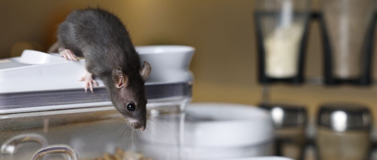 Who’s the Best Exterminator for Rodent-Proofing Your Home in Show Low, AZ?