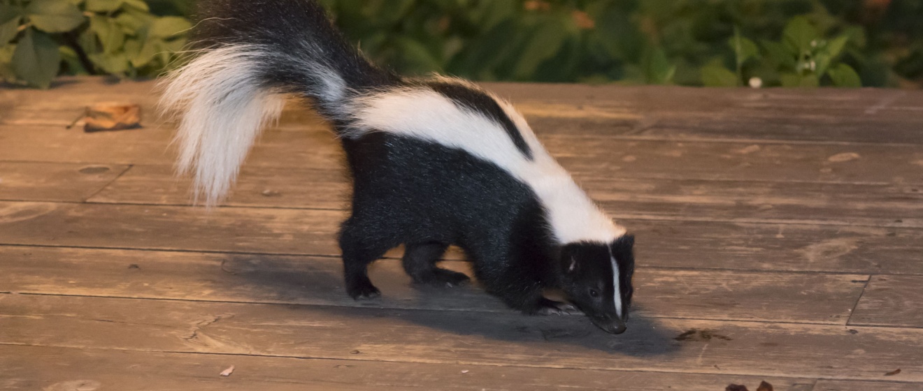 Who’s the Best Company for Wildlife Removal in Show Low, AZ?