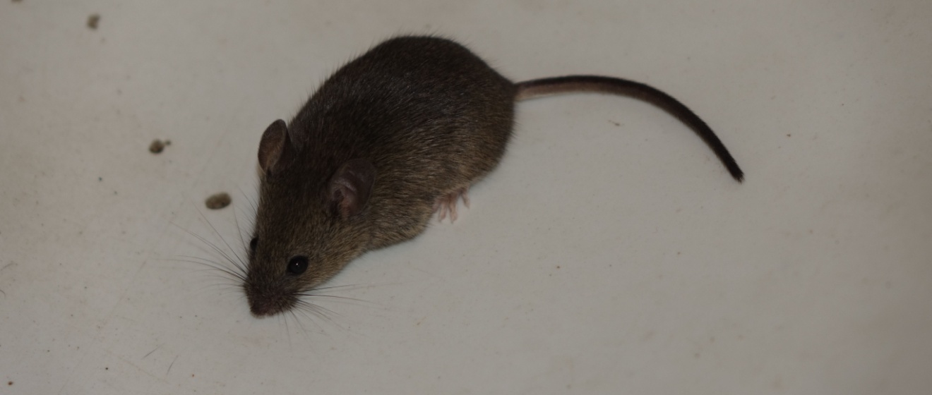 Best Rat & Mouse Exterminator in Show Low, AZ