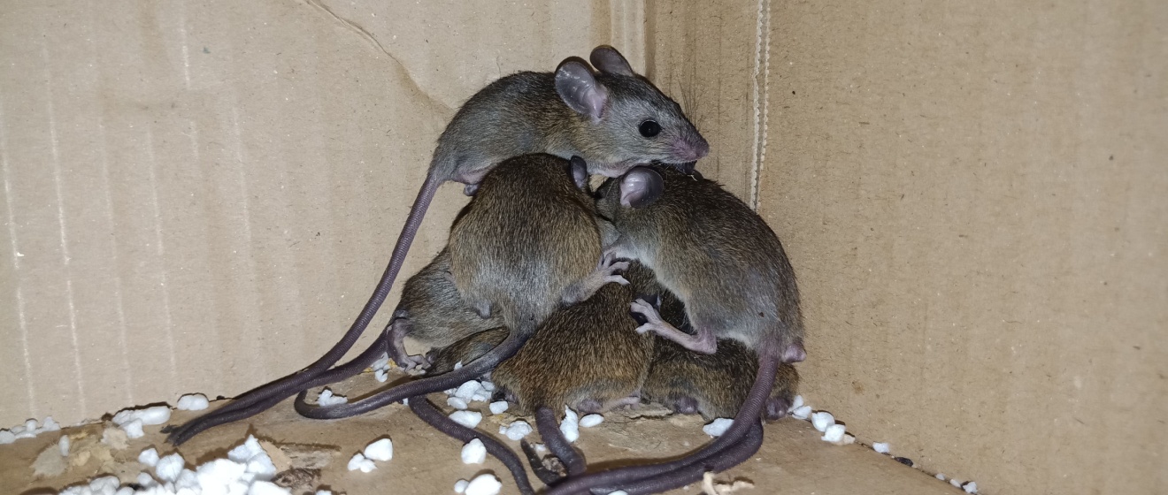 Signs You Have a Rodent Infestation in Your Show Low Home