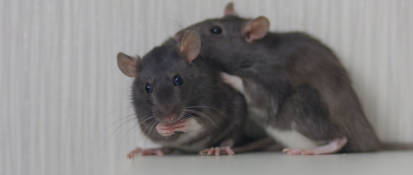 Why Rats and Mice Seek Shelter in Show Low Homes During Winter