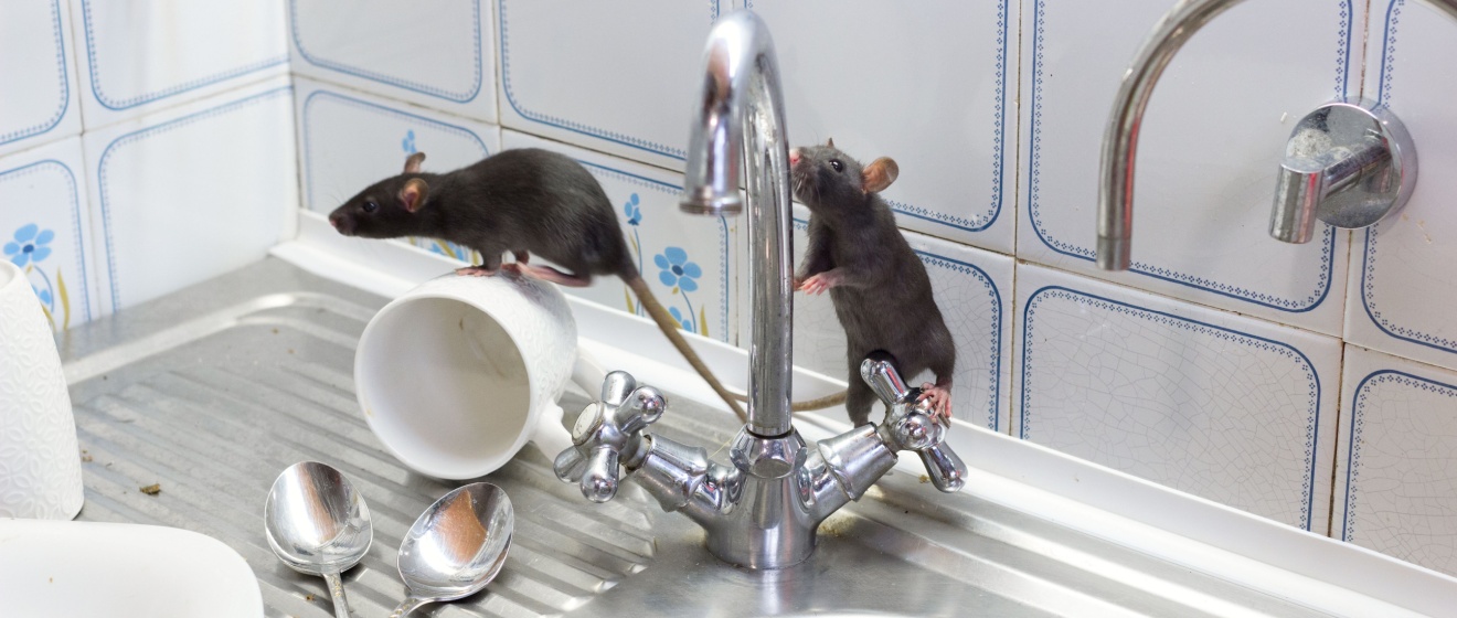 Rodent Control Experts in Show Low, AZ