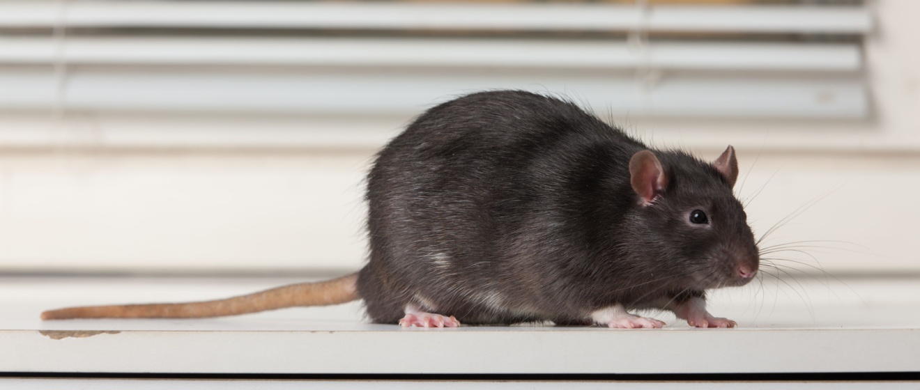 Are Rodents a Common Problem in Show Low?