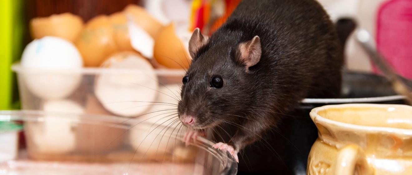 How Rodents Enter Homes in Show Low’s Mountain Climate