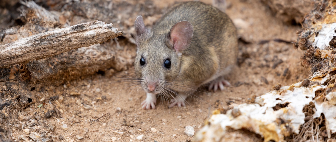 Are Pack Rats a Problem in Show Low? What You Need to Know